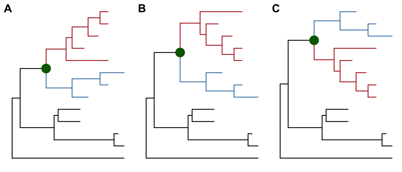 Exploring tree structure. A clade (indicated by darkgreen circle) in a tree (A) can be rotated by 180° (B) and the positions of its immediate descedant clades (colored by blue and red) can be exchanged (C).